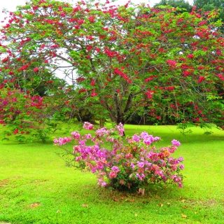 Land, Maraval