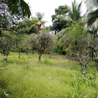 Agricultural Land at Matura